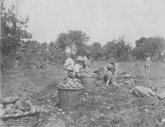 Family picking potatoes 1919 crop