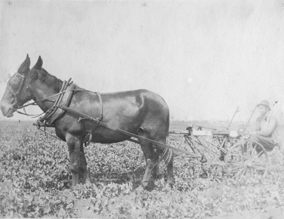 Joe cultivating with the mules 1917