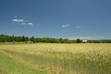 Ocean View Farm