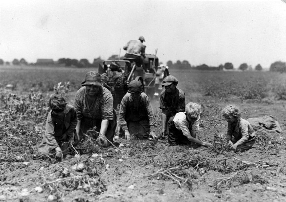 Picking potatoes