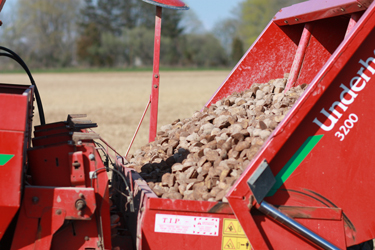 Seed potatoes