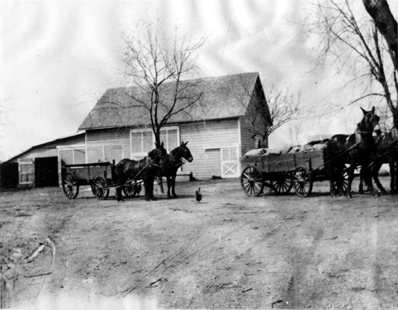 Two mule drawn wagons