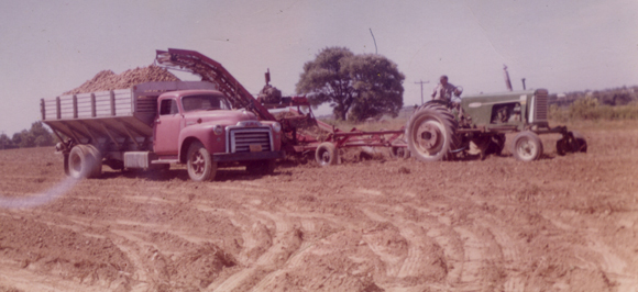 Vicent harvesting 1959