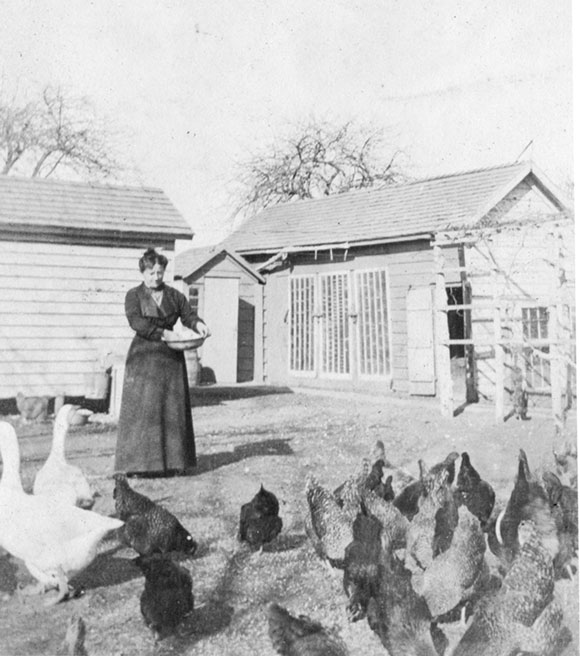 Johanna feeding the chickens and geese